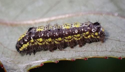 Réf. 289 105 : Clostera pigra